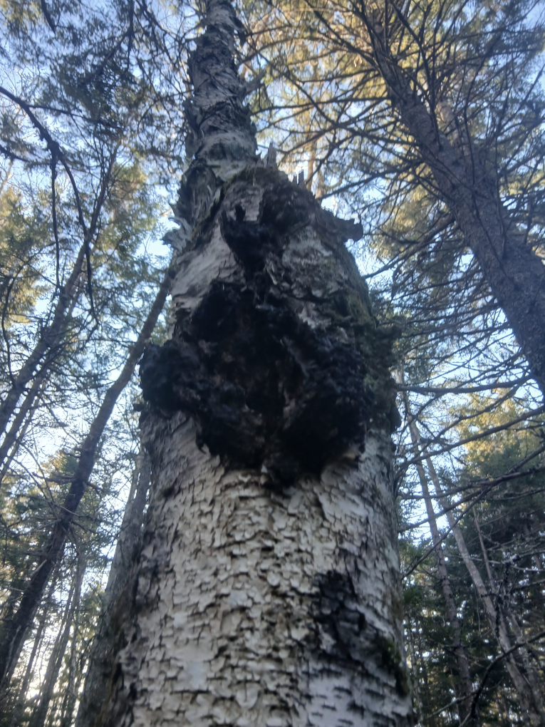 Chaga Mushroom Pieces - photo 3