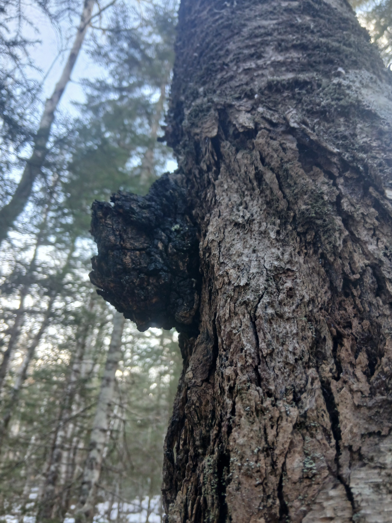 Chaga Mushroom Pieces - photo 4