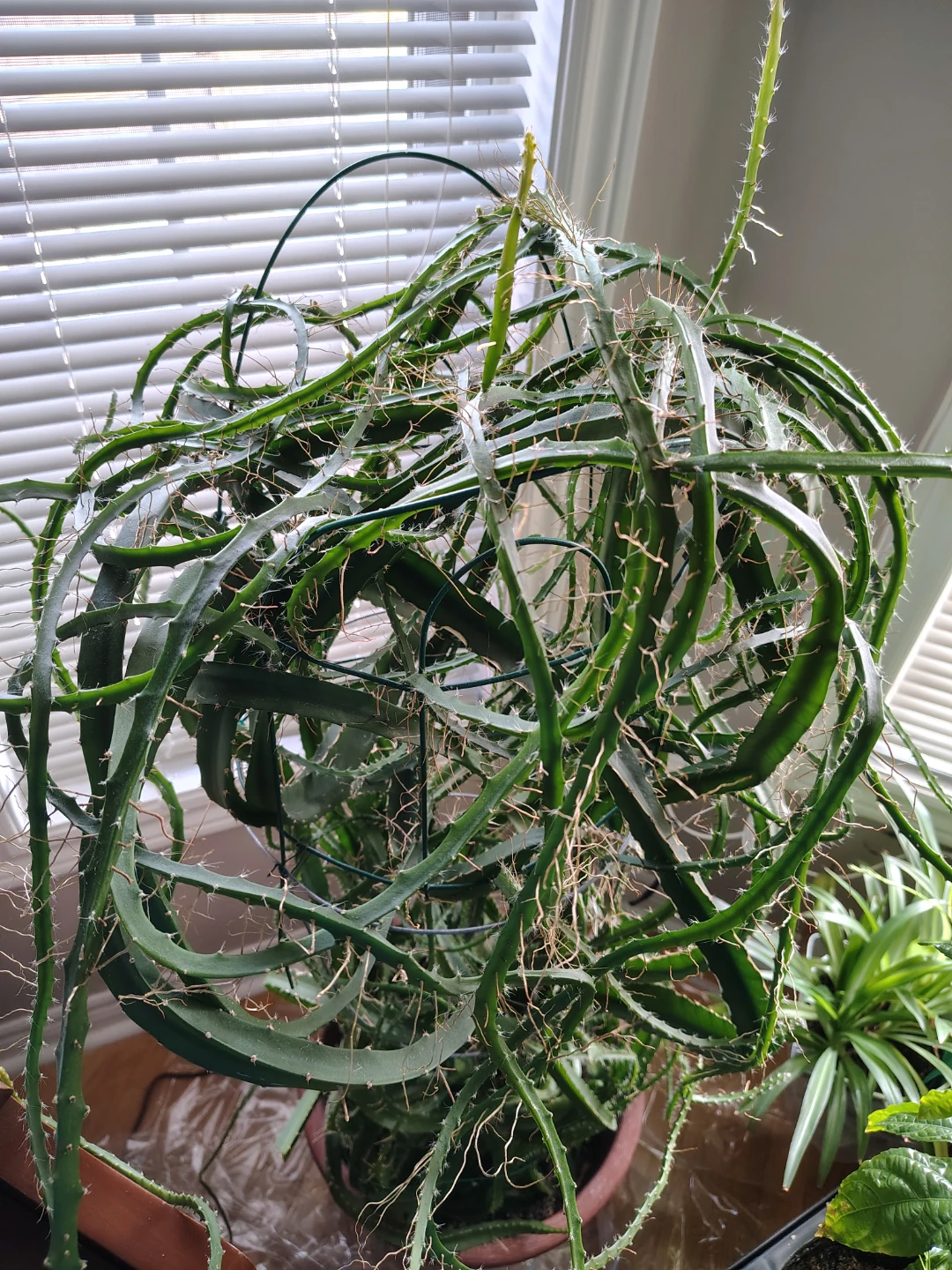 Large mature Dragon Fruit Cactus Plant - photo 3