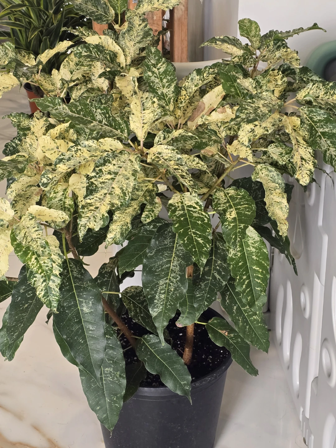 Variegated Ficus aspera 10"pot Plant - photo 2
