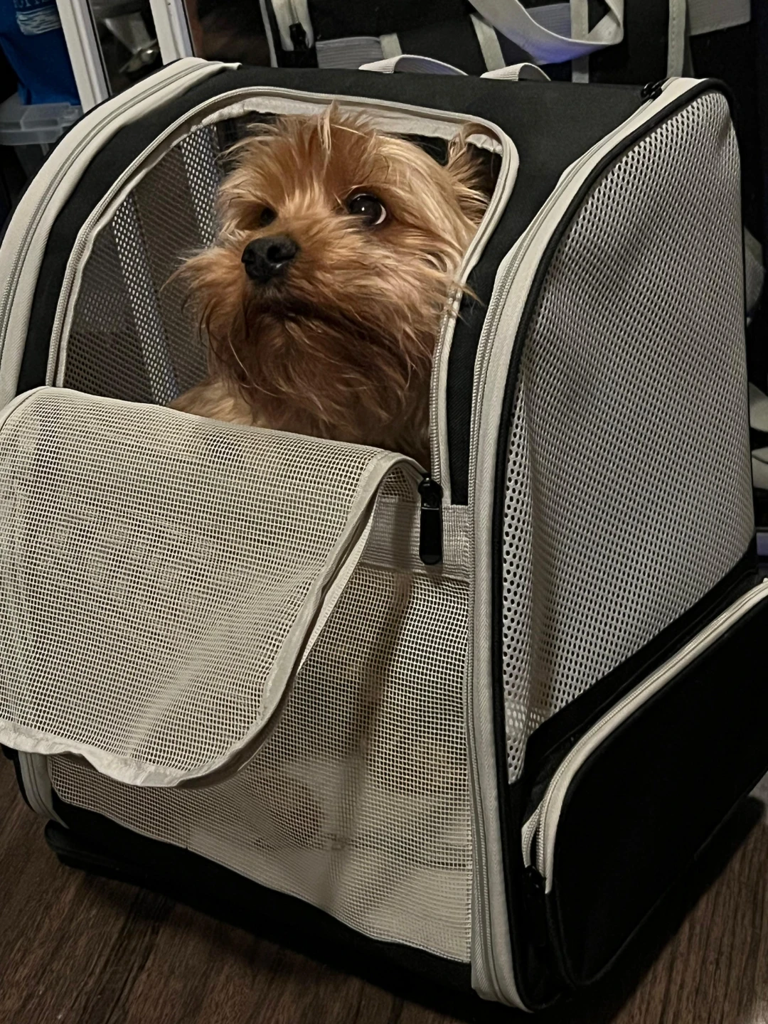 Pet Carrier Bag only for pickup