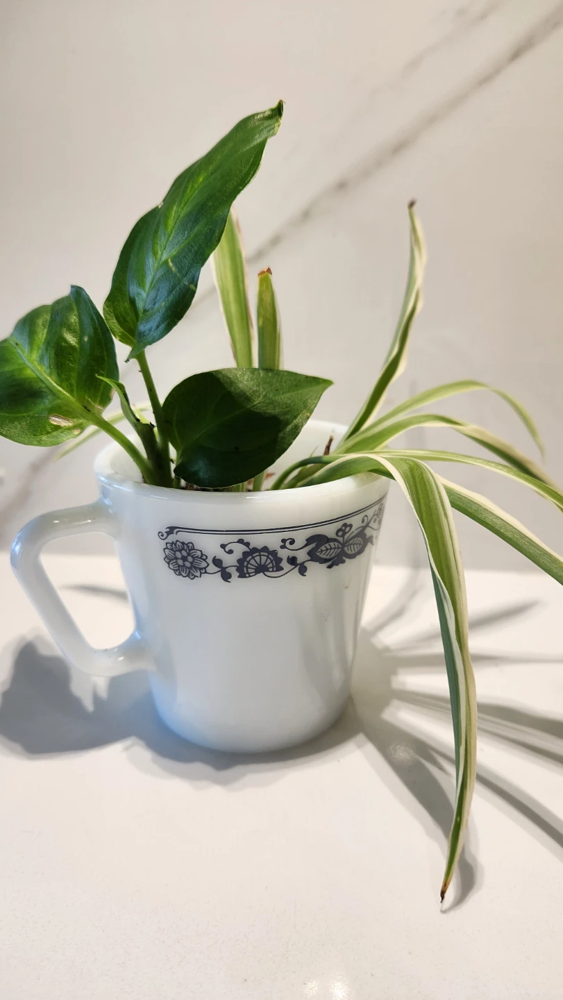 Retro Revival Planter and plants  ✨