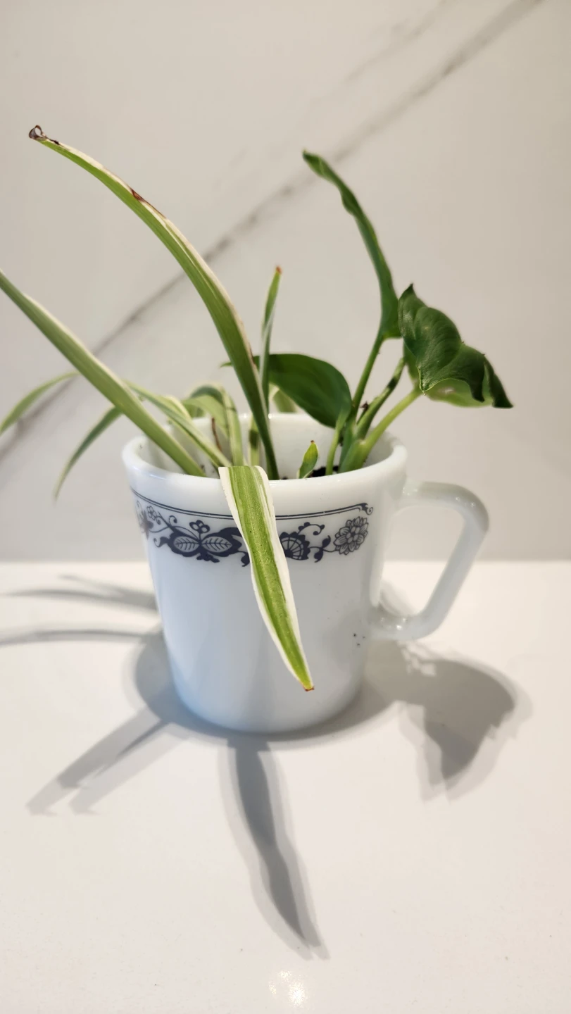 Retro Revival Planter and plants  ✨ - photo 2