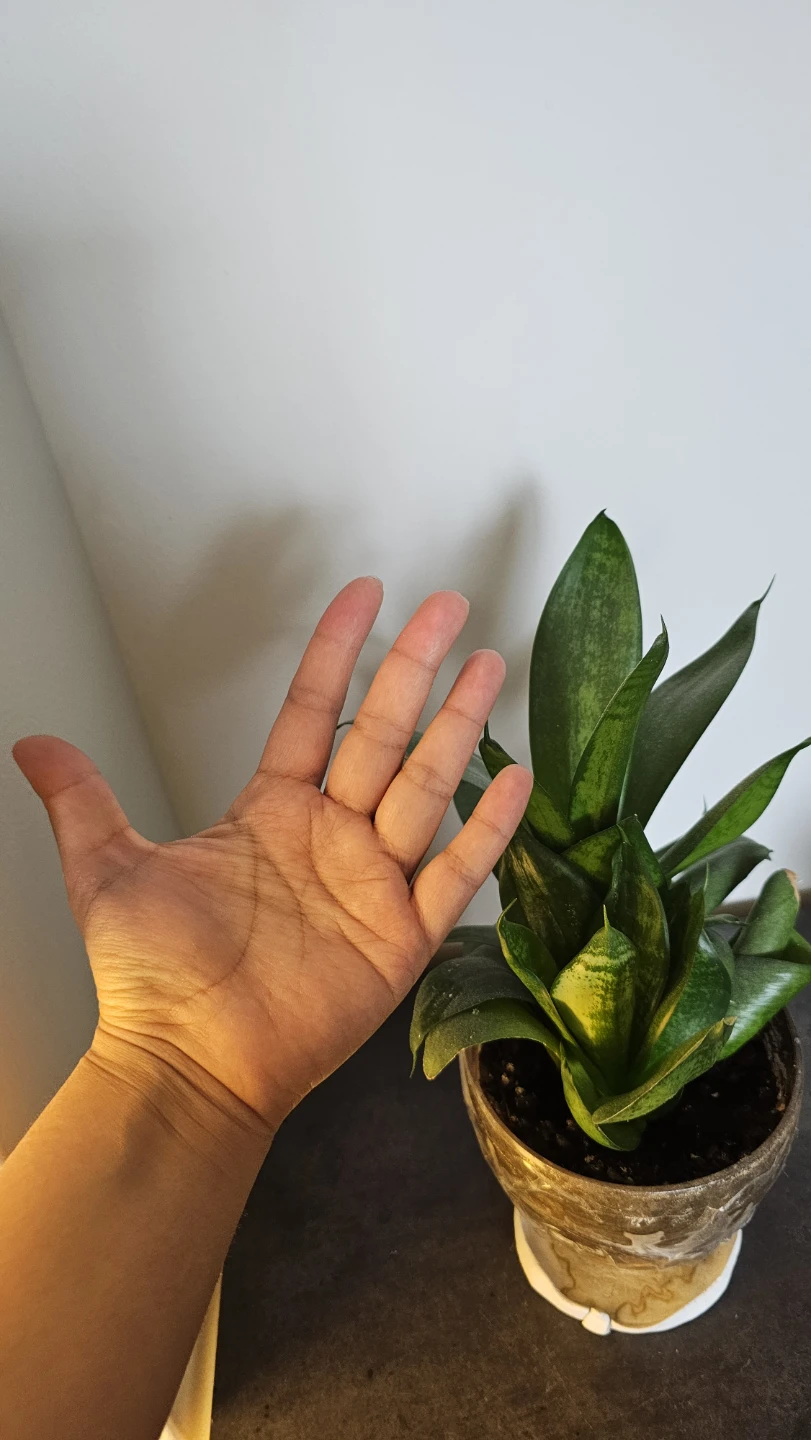 Snake Plant - photo 2
