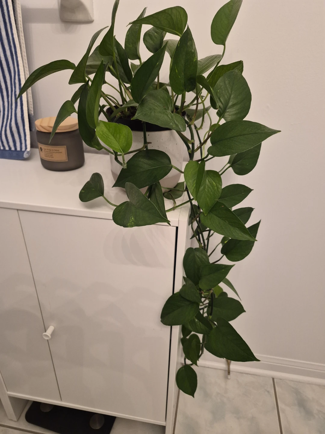 Pothos Plant in White Pot