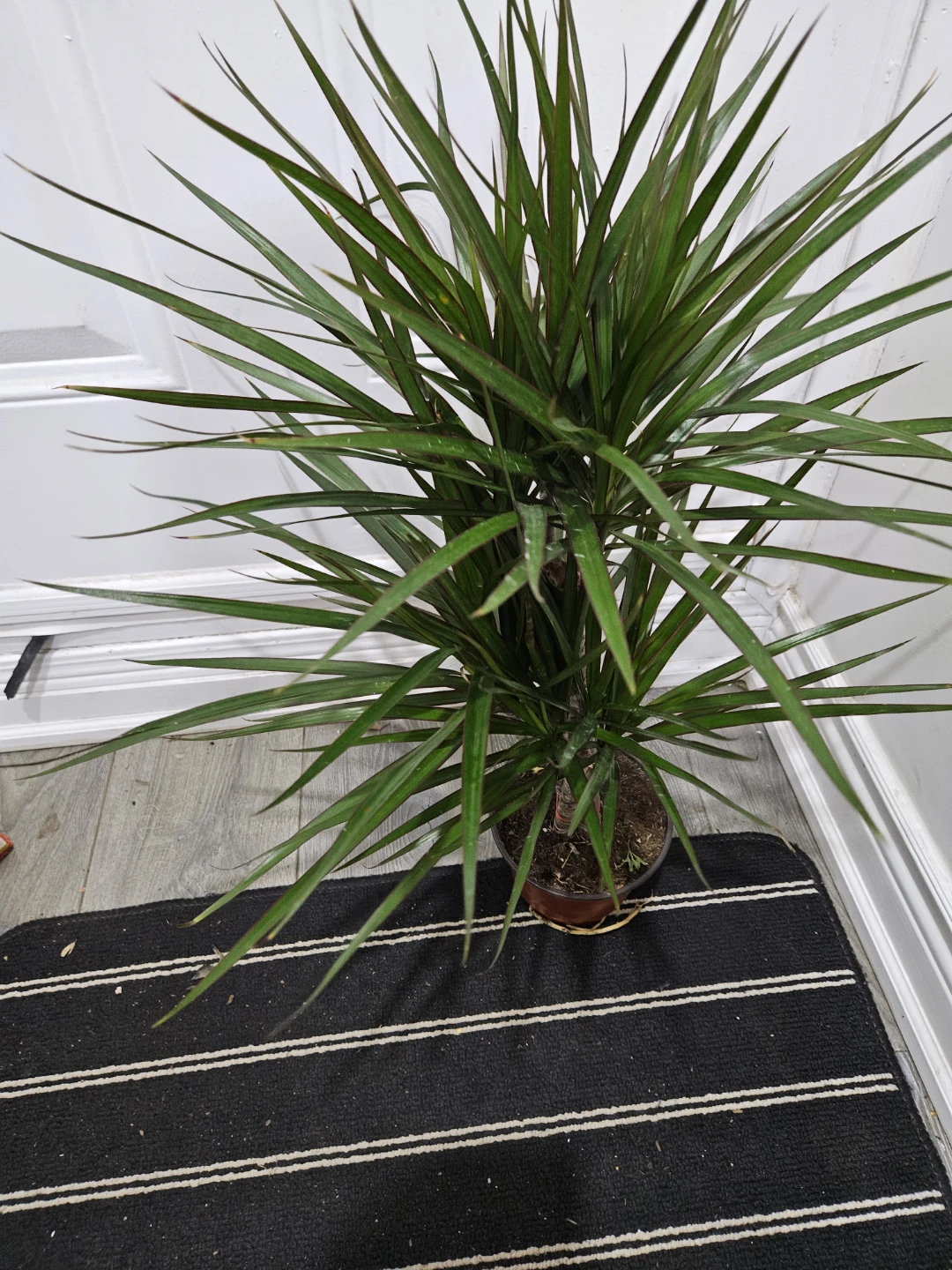 Dracaena Marginata Plant in 6" pot - photo 3