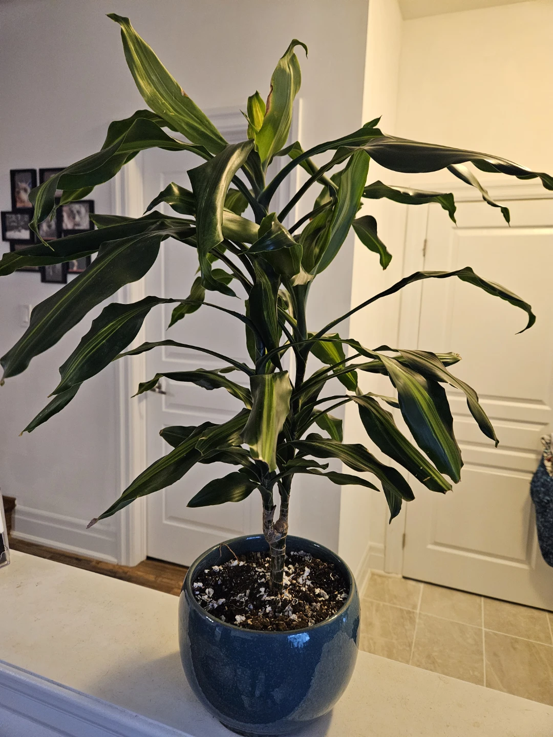 Potted Dracaena Plant