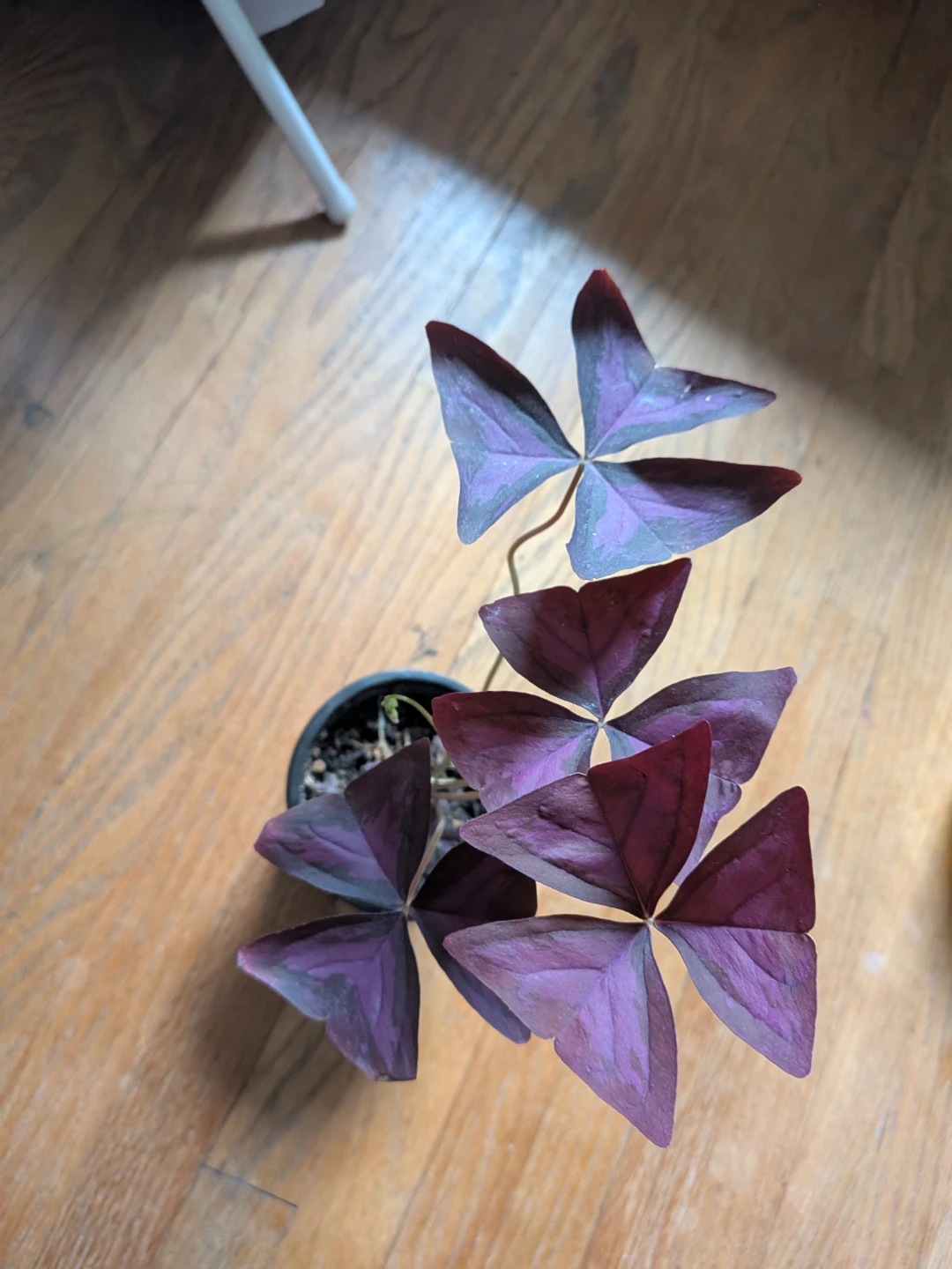 Purple Oxalis