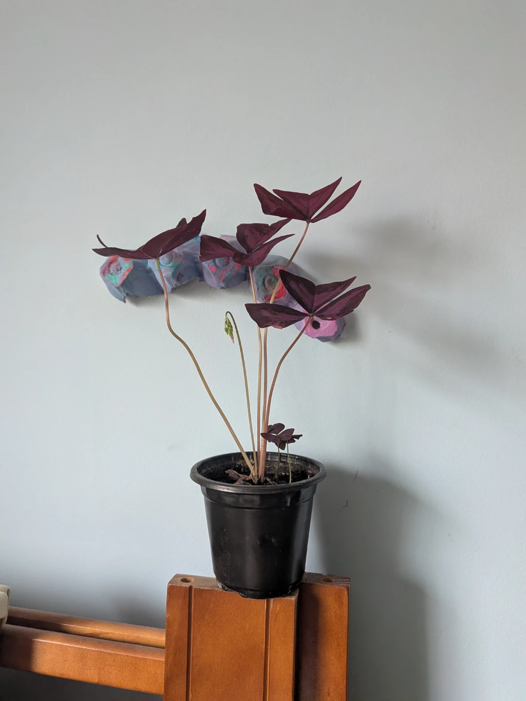Purple Oxalis - photo 2