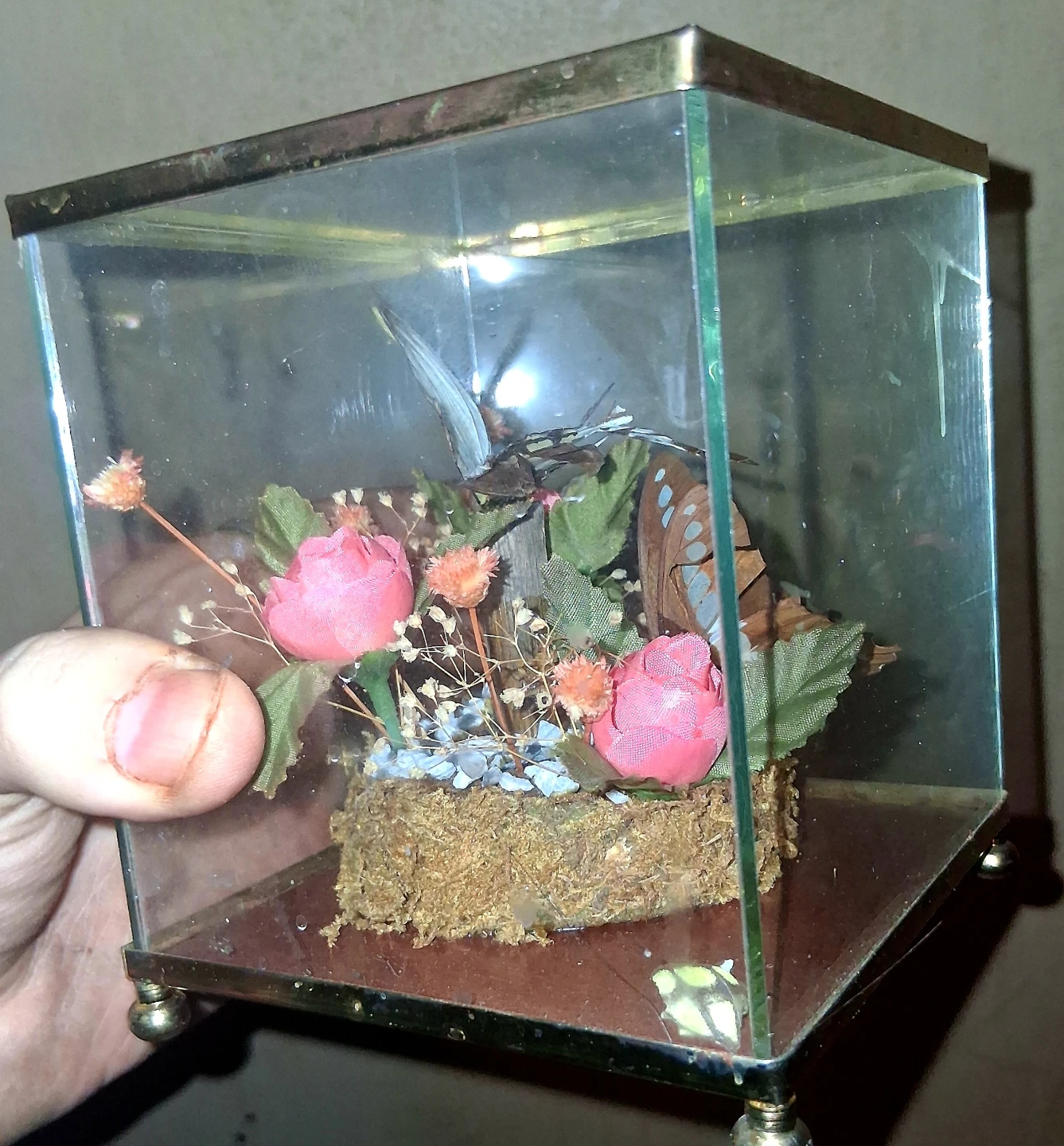 Glass Display Case with Butterflies and Flowers