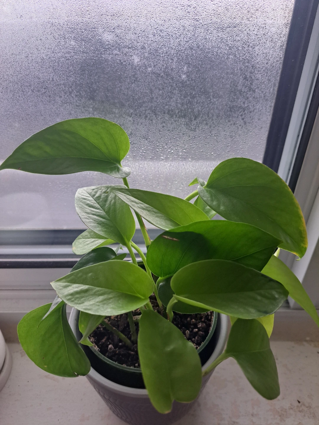 Neon Pothos Plant - photo 2