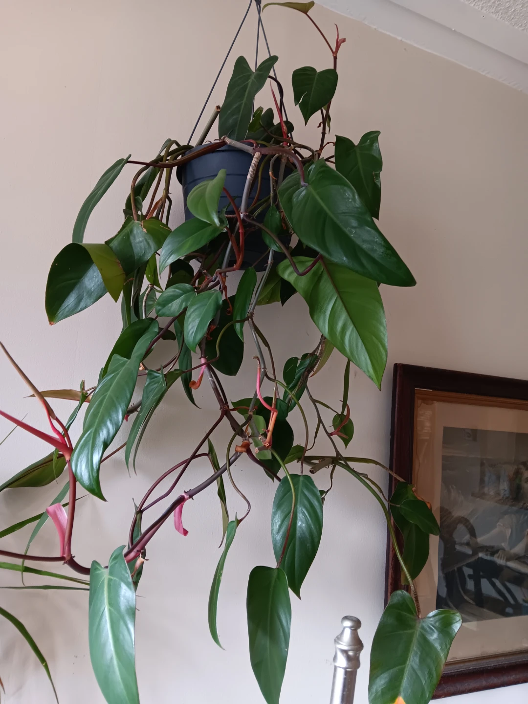 Hanging Heartleaf Philodendron Plant
