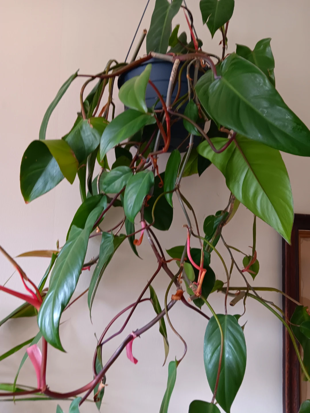 Hanging Heartleaf Philodendron Plant - photo 2