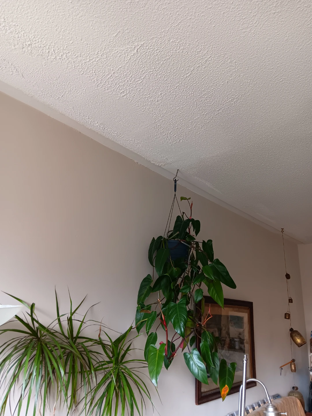 Hanging Heartleaf Philodendron Plant - photo 3