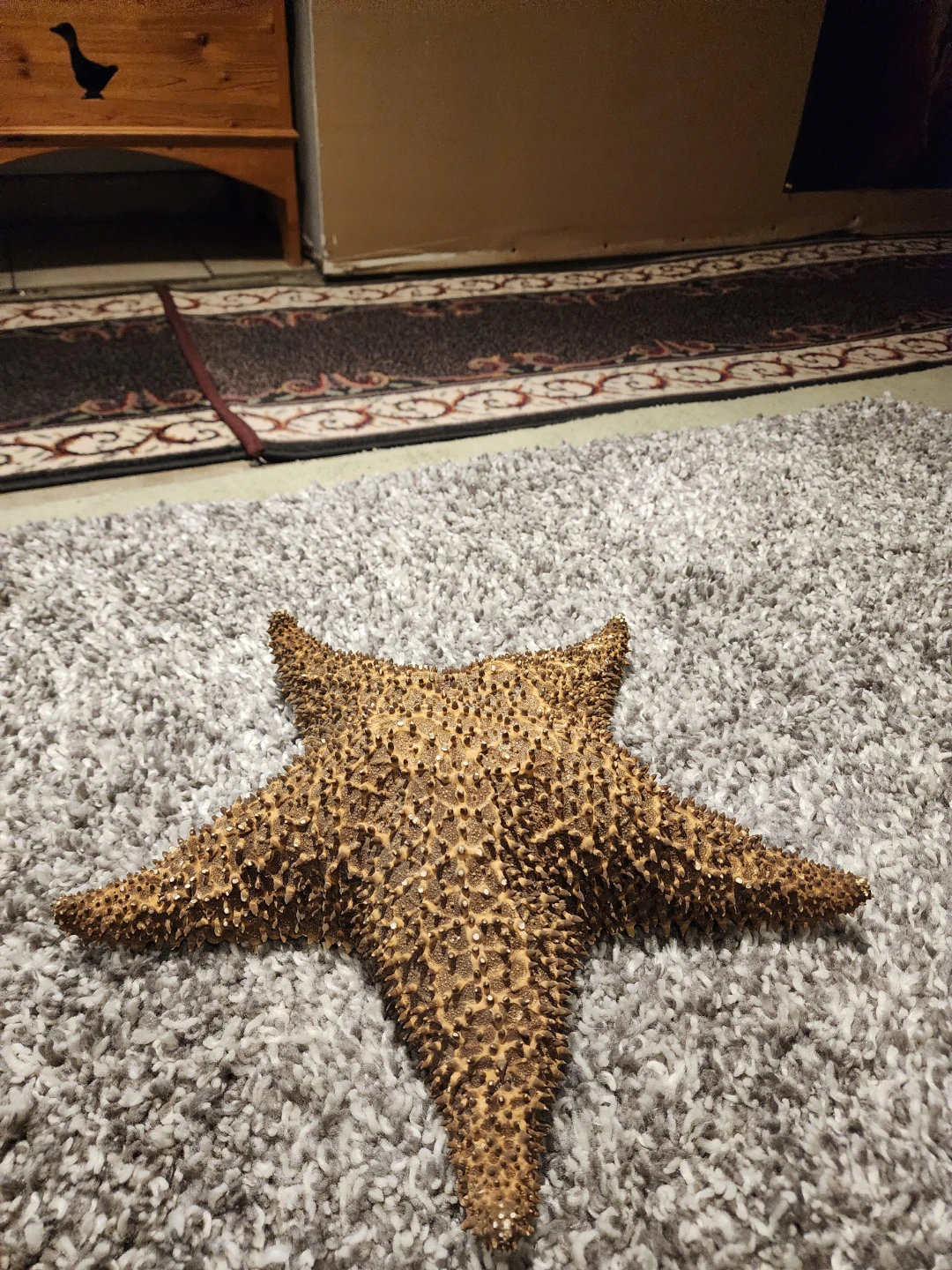 Large Dried Starfish Specimen