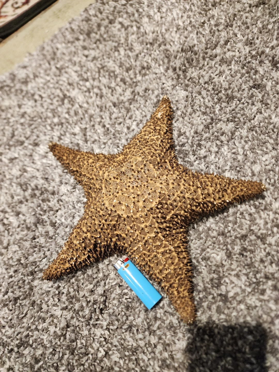 Large Dried Starfish Specimen - photo 3