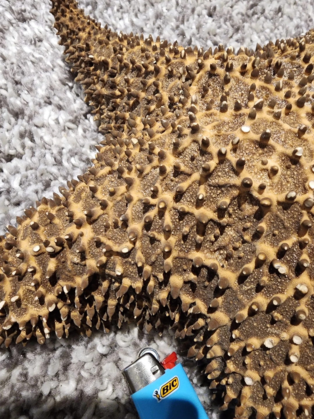 Large Dried Starfish Specimen - photo 4