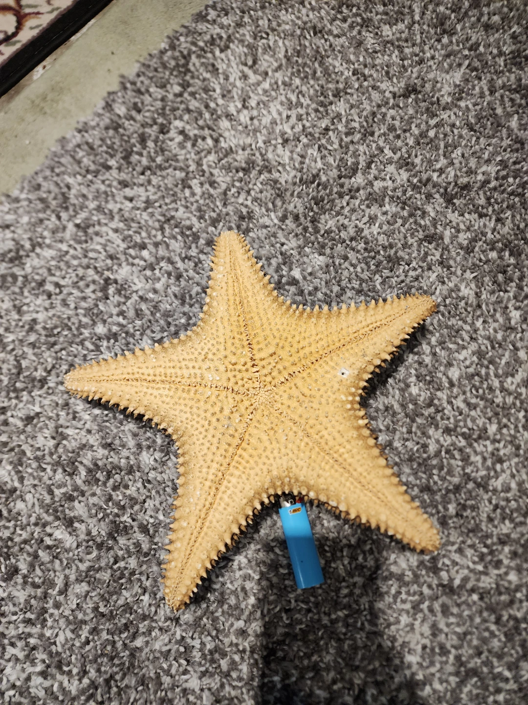 Large Dried Starfish Specimen - photo 5