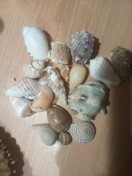Assorted Seashell  free