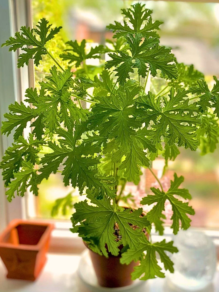 Citronella Geranium Plant 2/15$