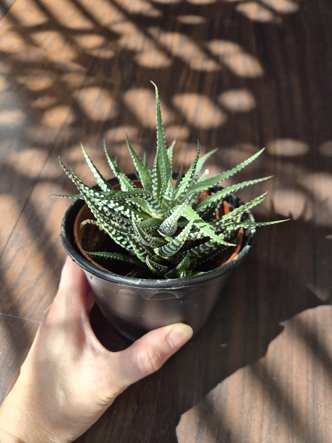 Haworthia Zebra Plant
