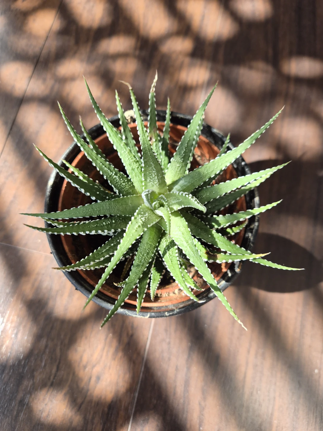 Haworthia Zebra Plant - photo 2