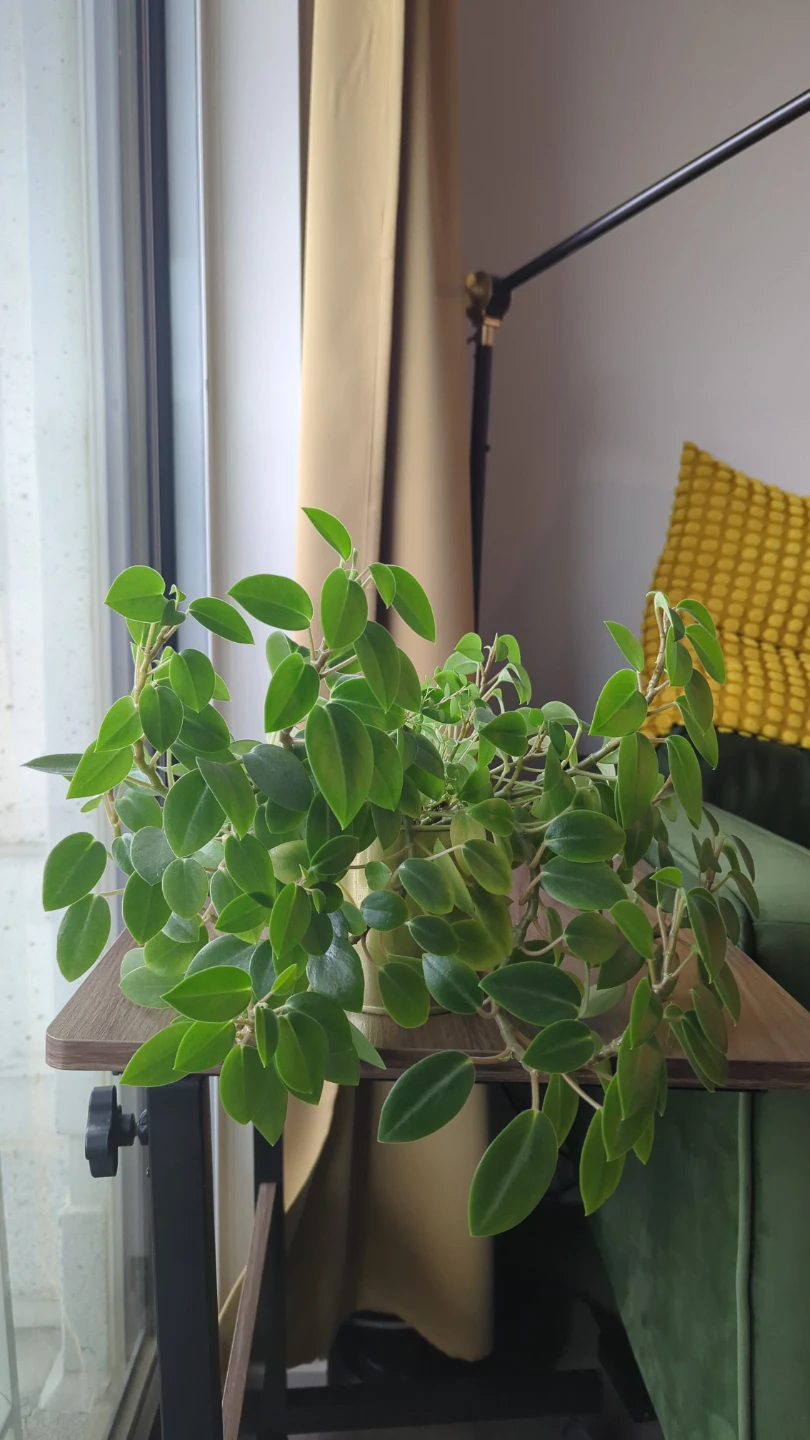 Peperomia Pixie Orba