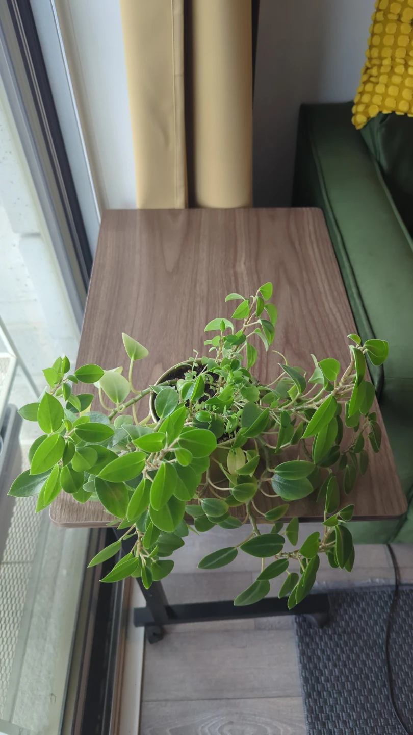 Peperomia Pixie Orba - photo 2