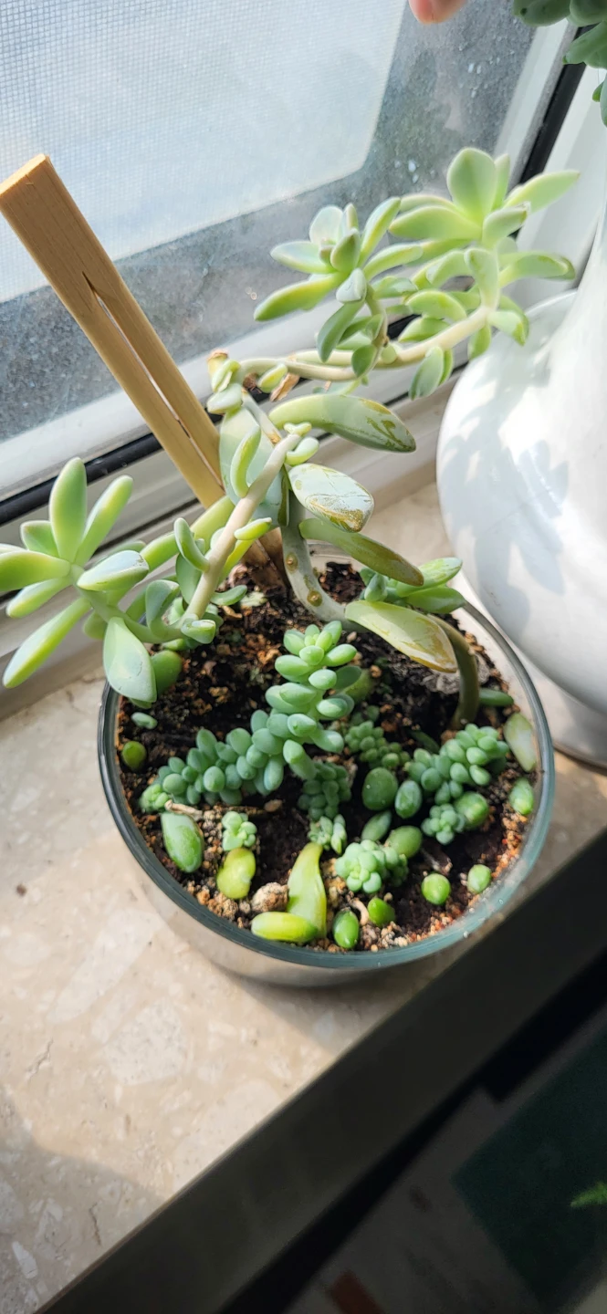 Two types of succulent in a glass container
