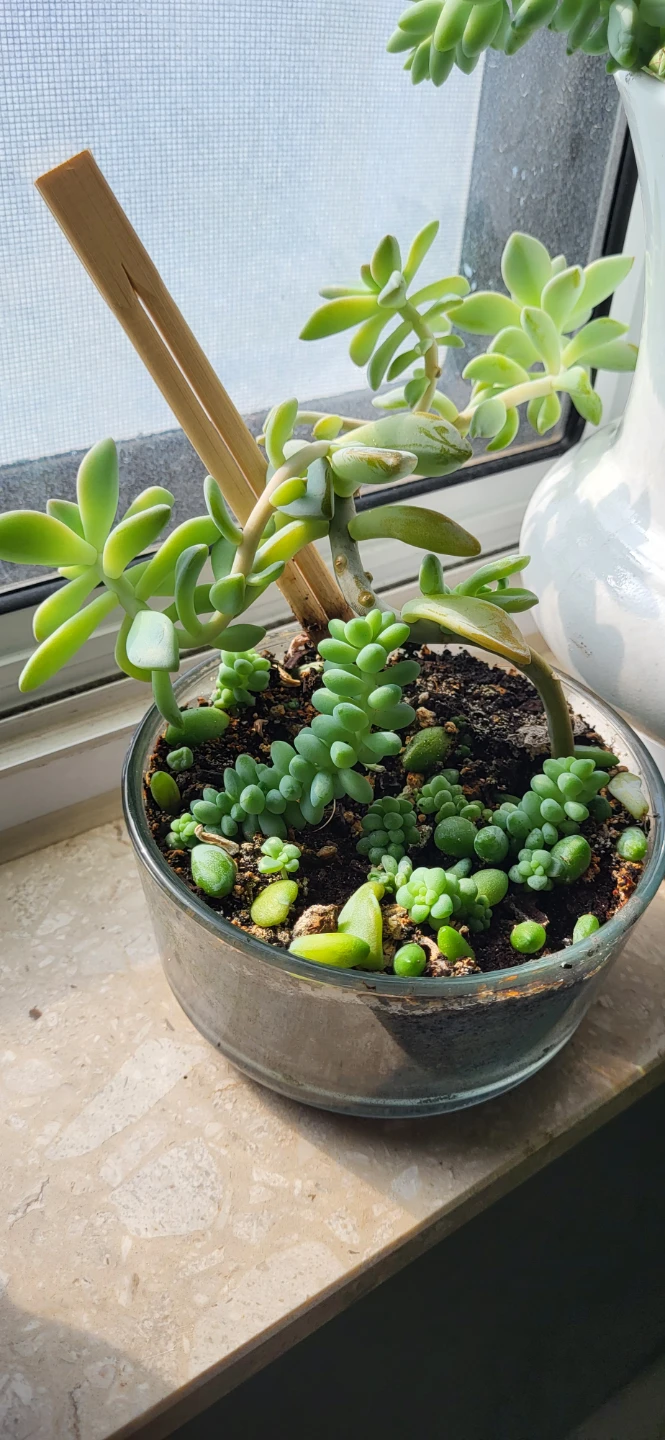Two types of succulent in a glass container - photo 4
