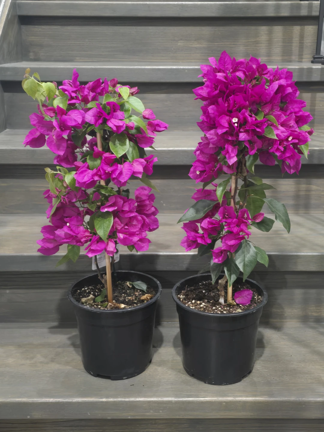 Pink Bougainvillea Plants