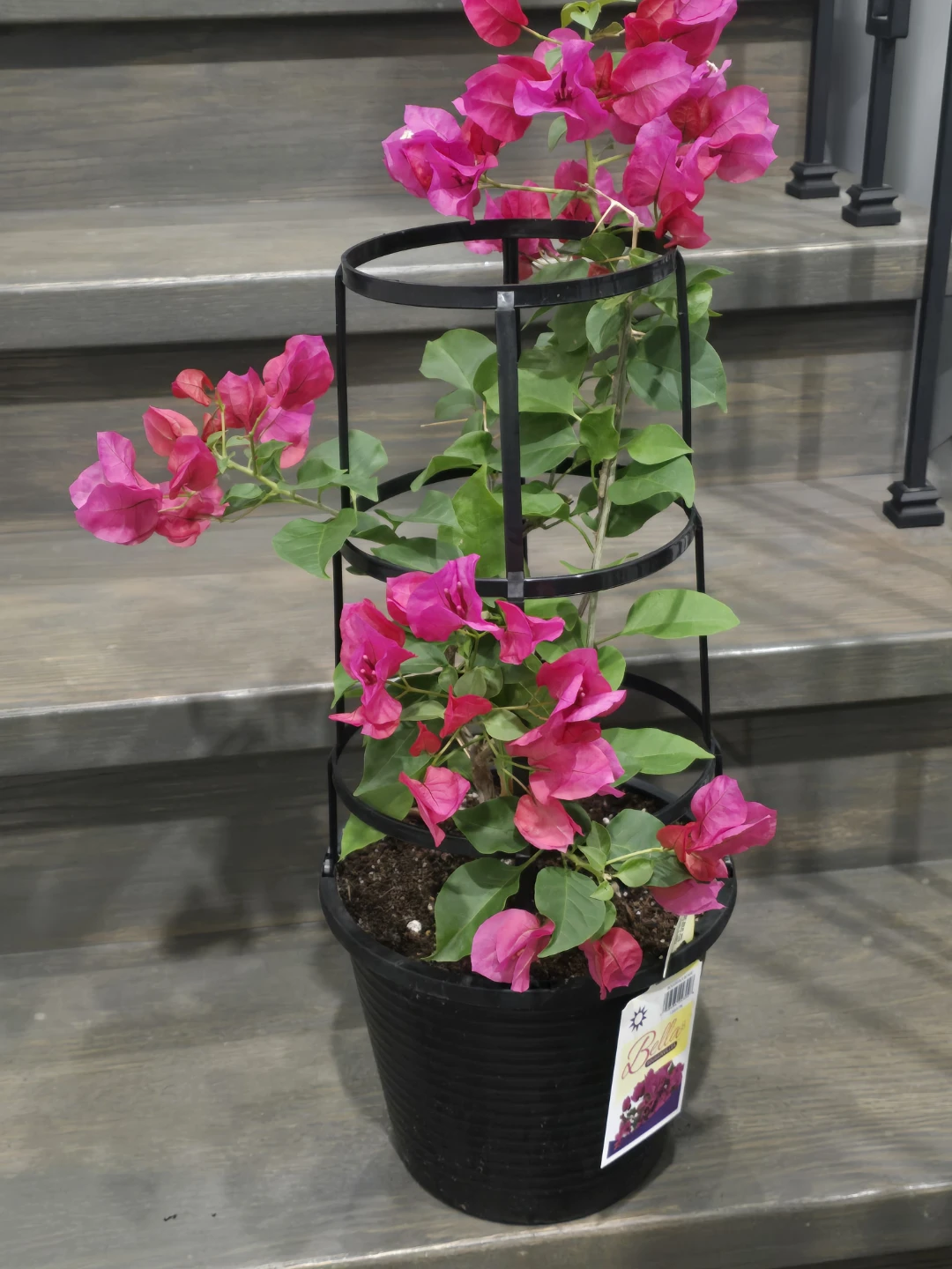 Pink Bougainvillea Plants - photo 4