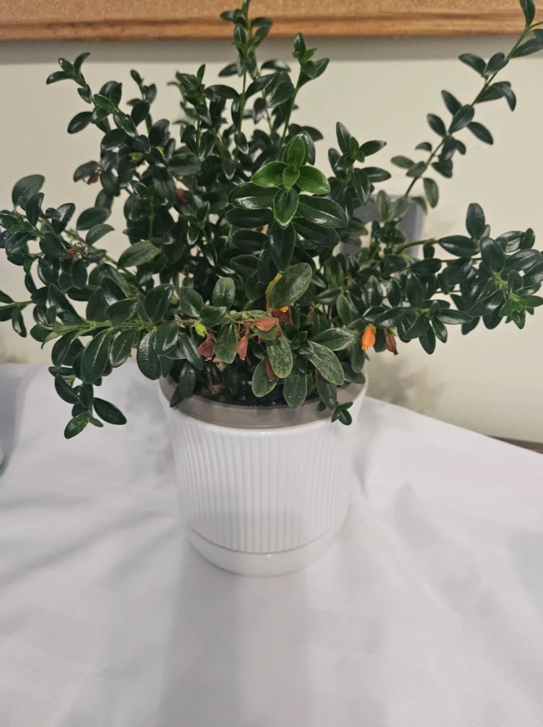 Potted Plant in White Fluted Pot - photo 3