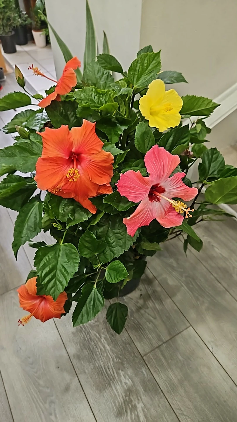 Hibiscus Plant with Multiple Blooms