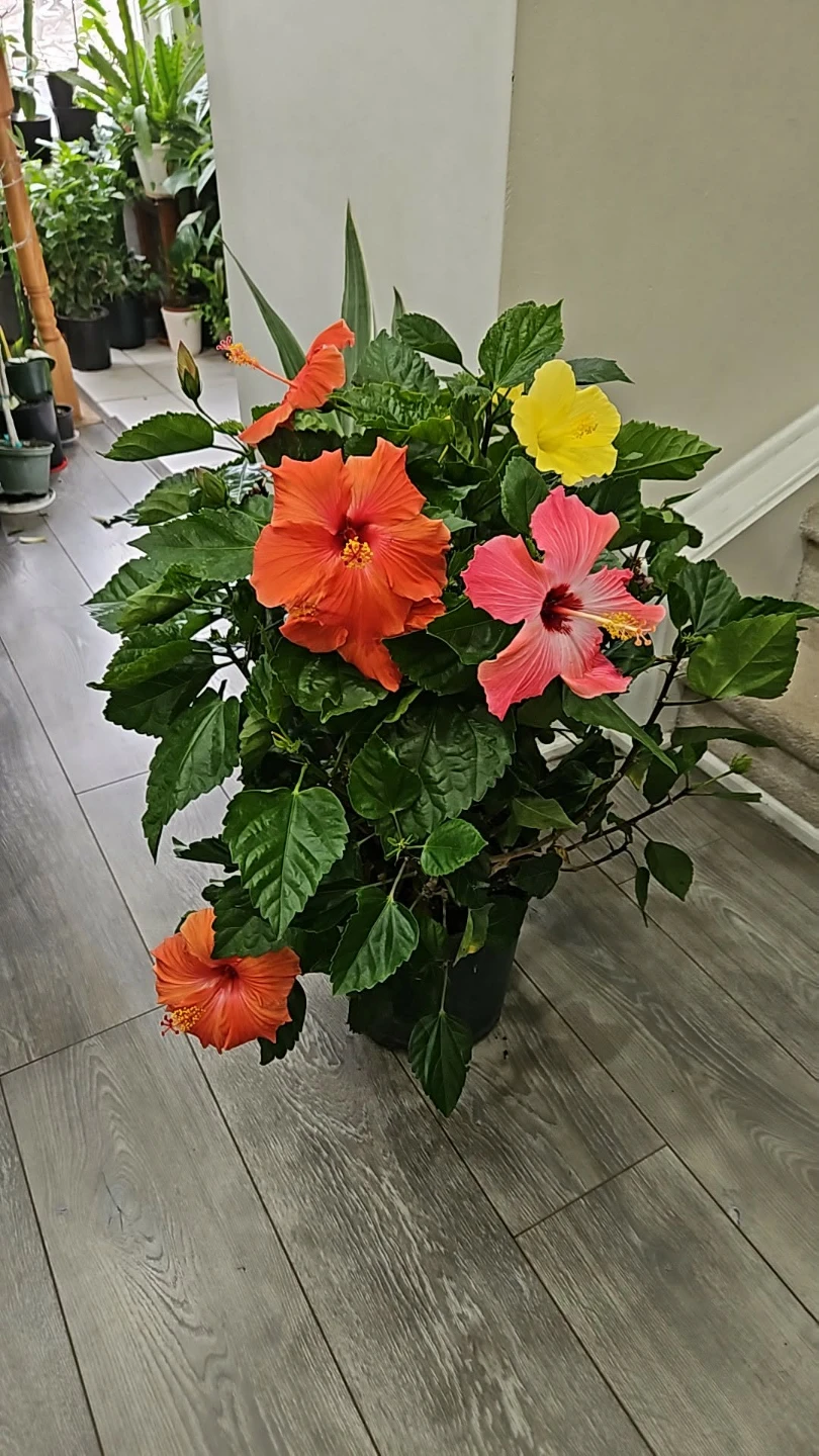 Hibiscus Plant with Multiple Blooms - photo 2