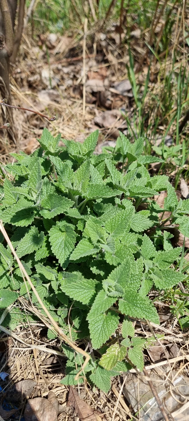 Healthy Catnip Plant