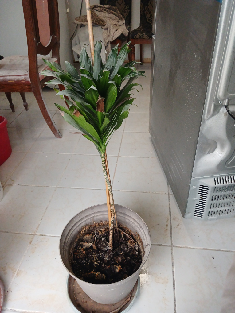 Dracaena Compacta , Janet Craig air purifying houseplant