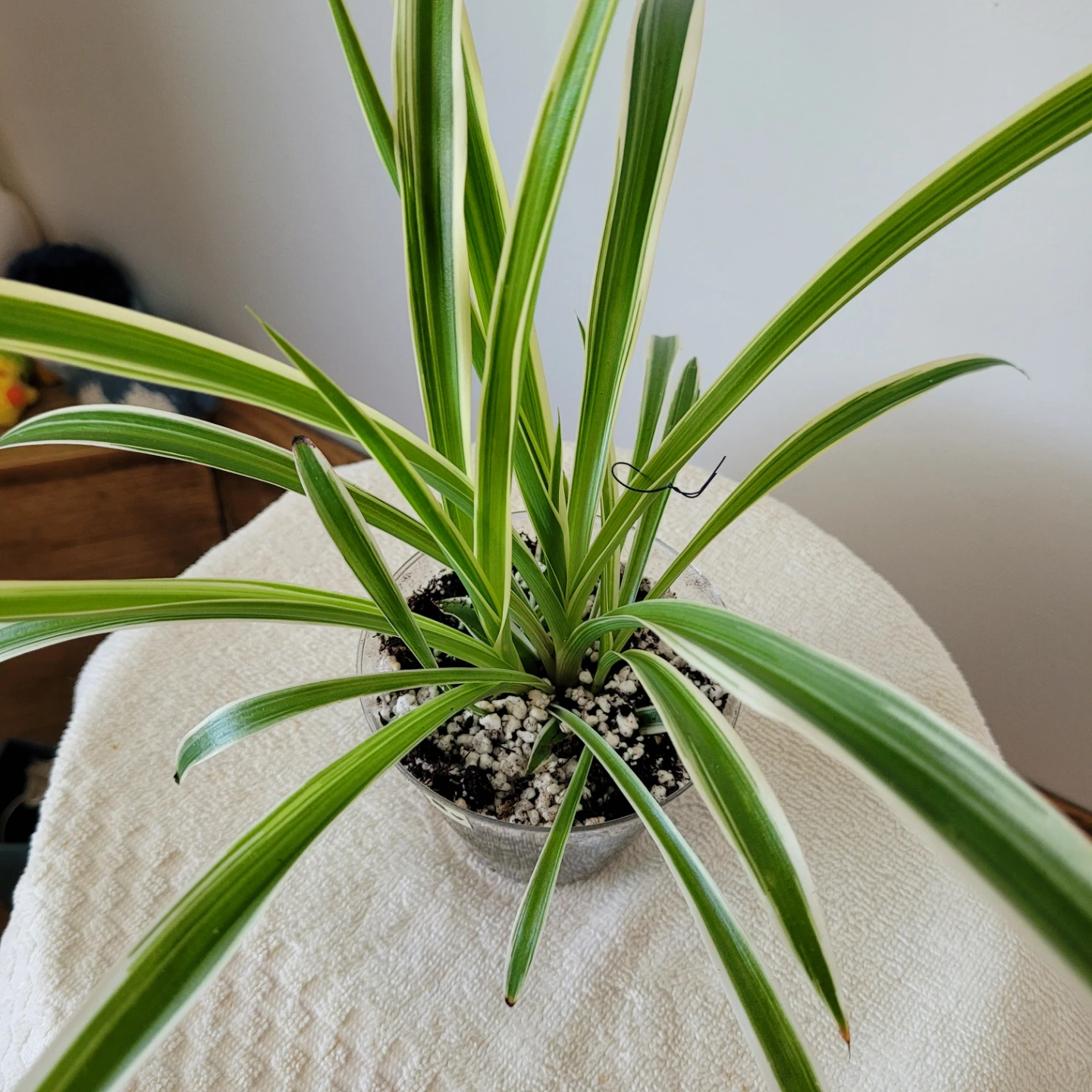 Small Spider Plants - photo 2