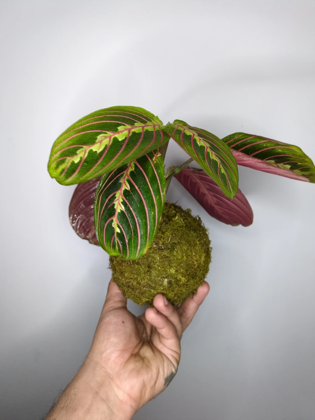 Maranta Prayer Plant Kokedama - photo 3
