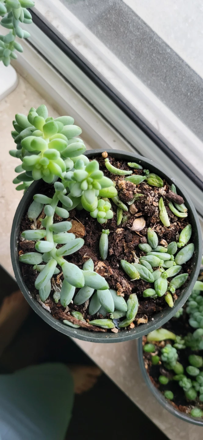 Burro's Tails succulent
