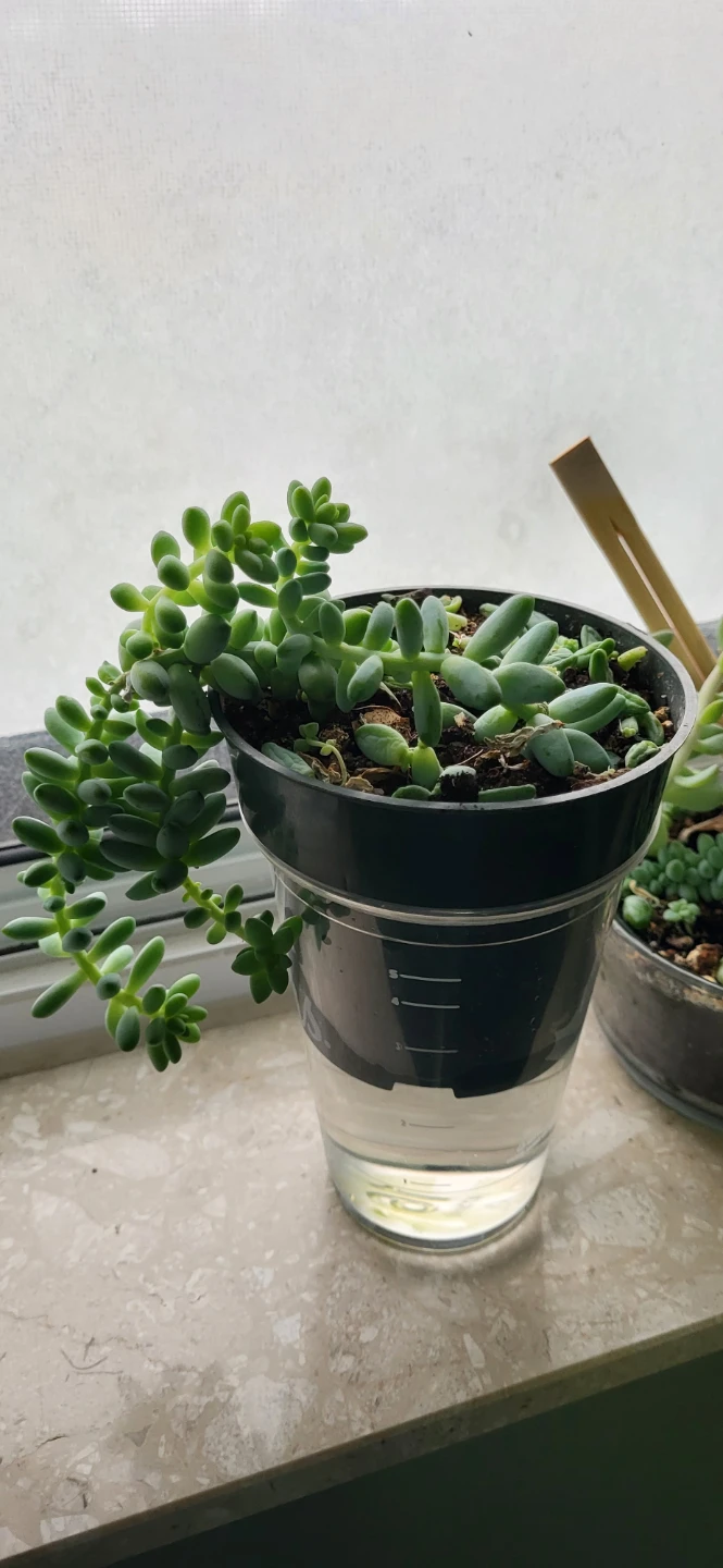 Burro's Tails succulent - photo 2