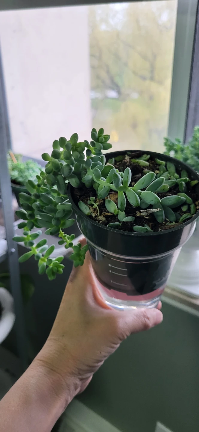 Burro's Tails succulent - photo 3
