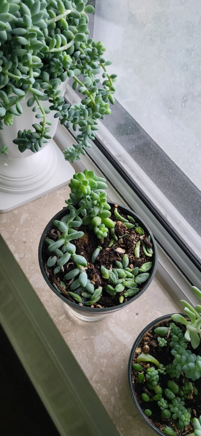 Burro's Tails succulent - photo 4