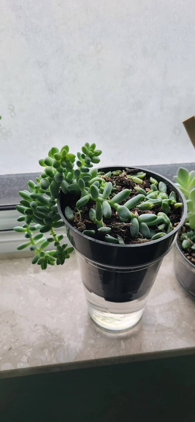 Burro's Tails succulent - photo 5
