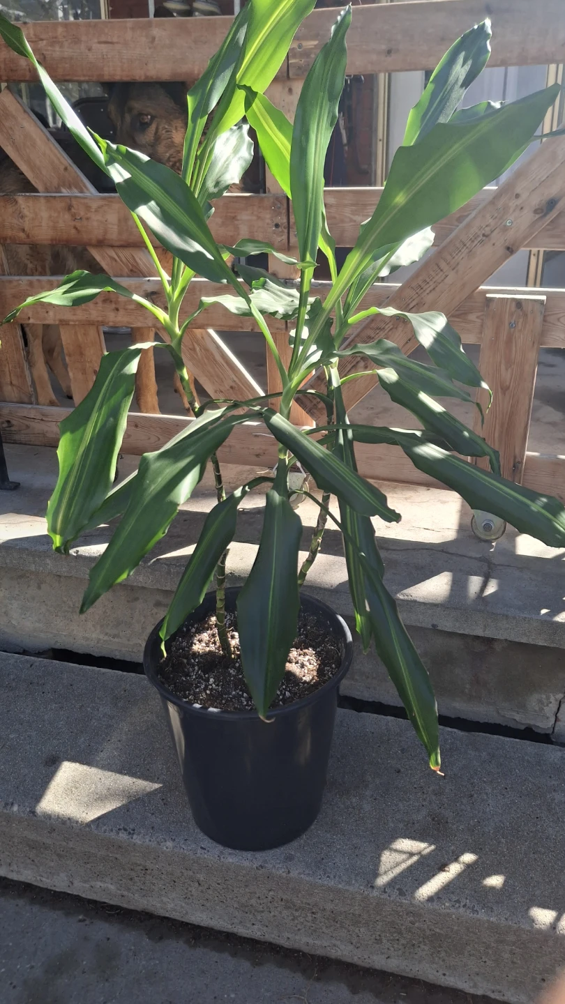Corn Plant Dracaena