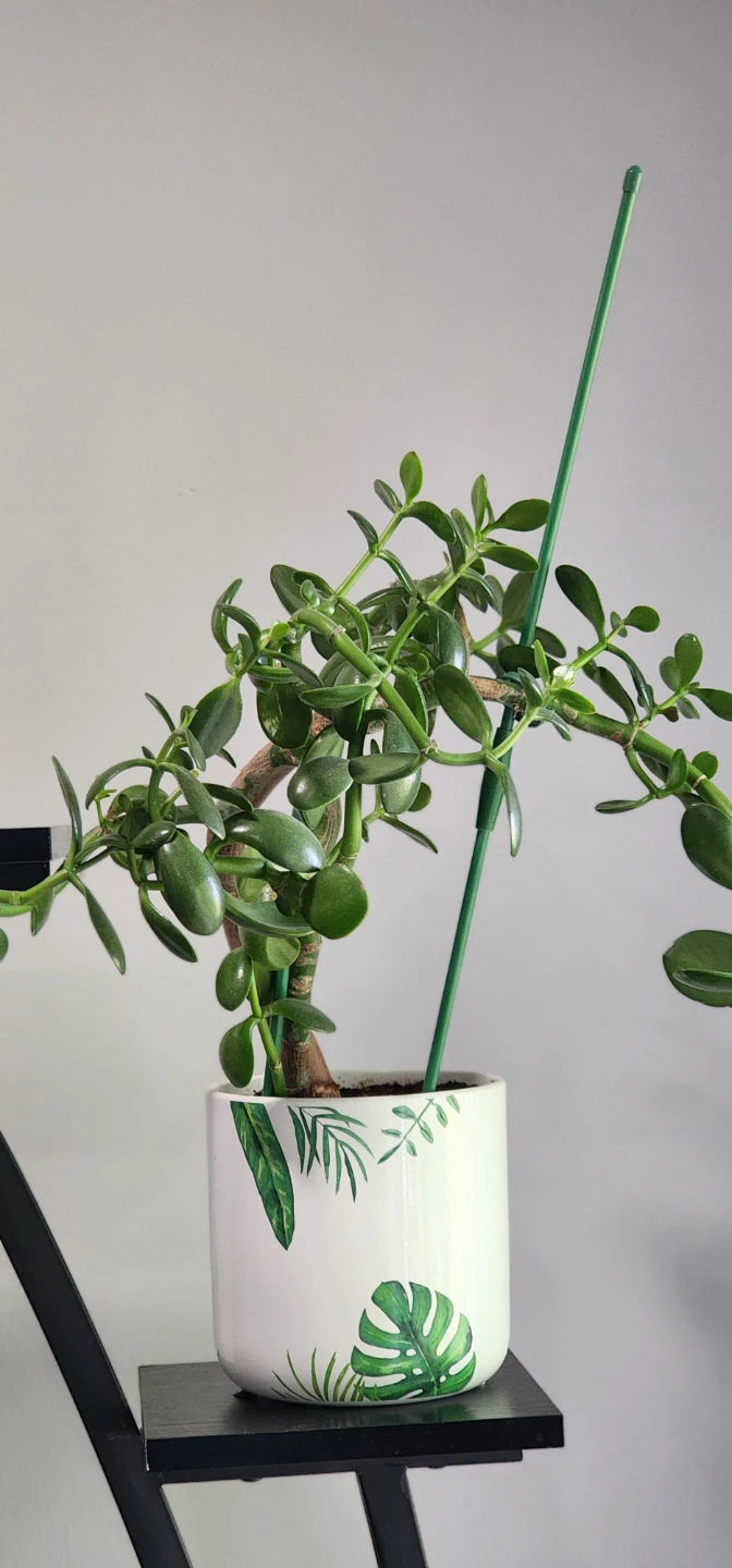 Jade Plant in Decorative Pot