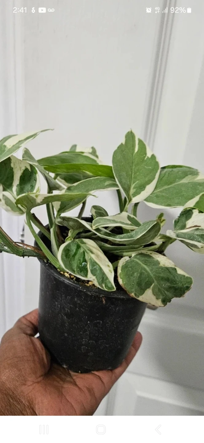 Variegated Pothos Plant
