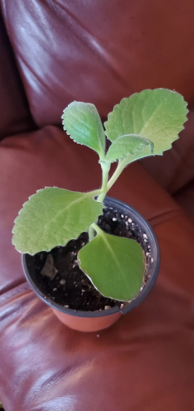 Cuban oregano Plectranthus amboinicus plant - photo 3