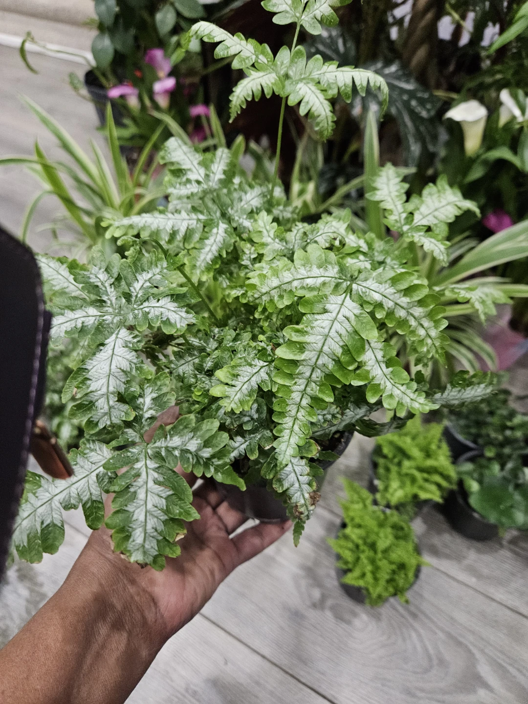 Silver Lace Fern Plant