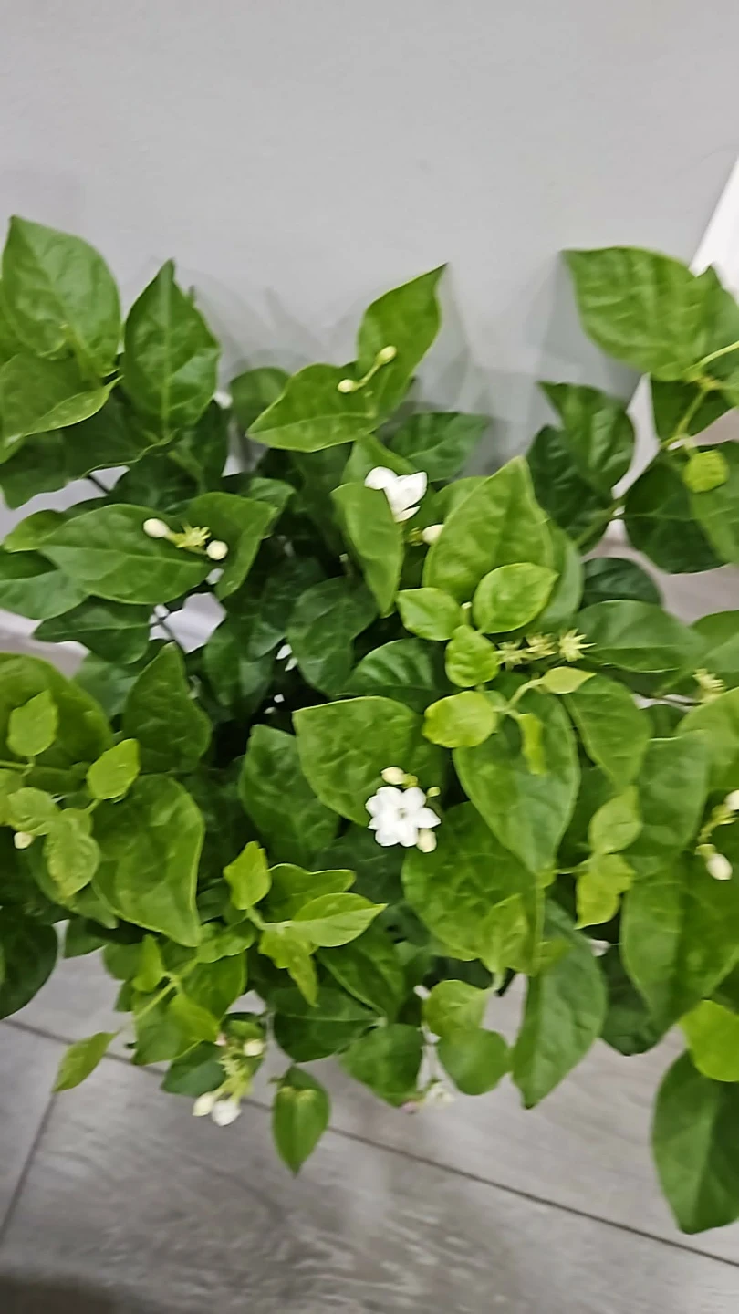 Fragrant Jasmine Plant - photo 2